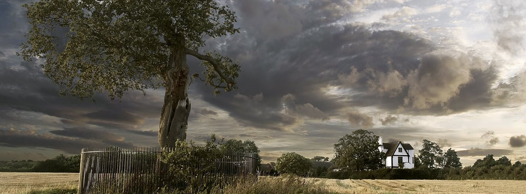 A descendant of the Royal Oak at Boscobel House