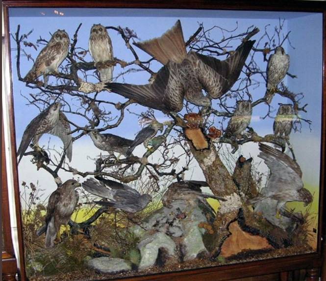 ANIMALS ON DISPLAY - TAXIDERMY