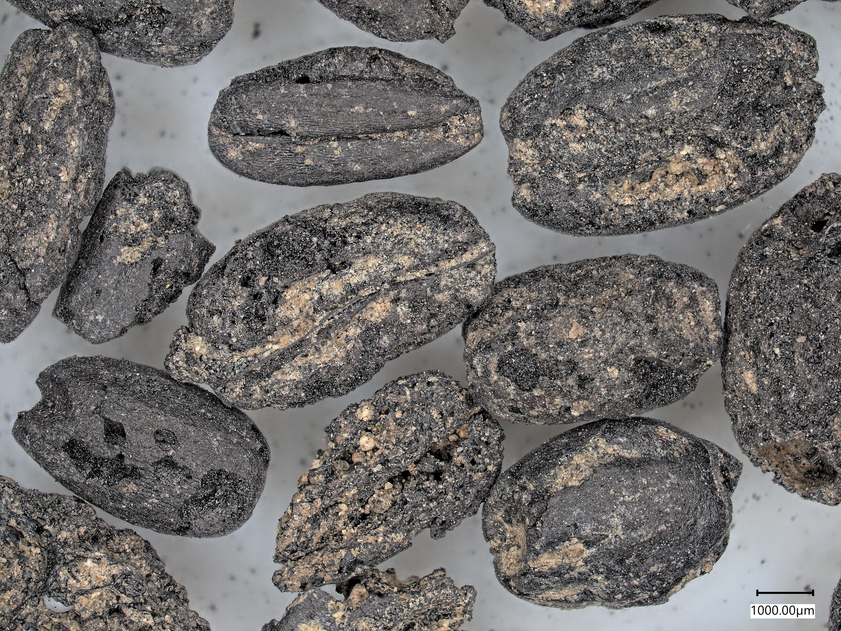 Magnified view of burnt cereal grains found near Lullingstone Roman Villa in the granary.