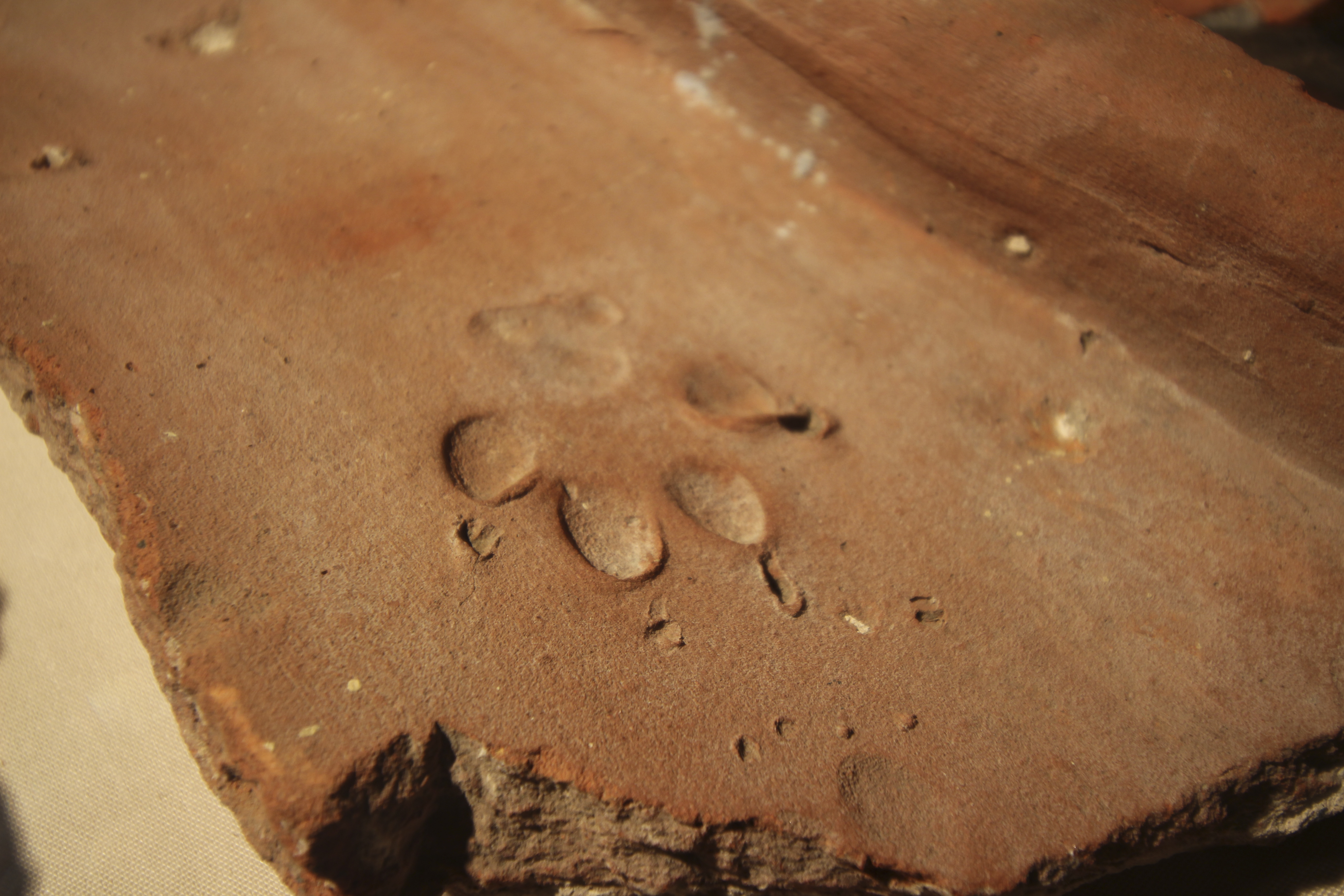 PAW PRINTS