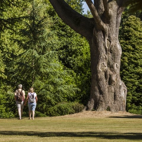 Photo of two people walking next to a large tree in the grounds of Osborne on the Isle of Wight