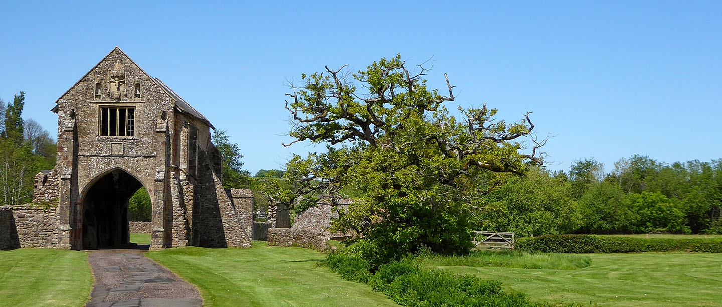 A rugged tree outside the entrance-arch leading to Cleeve Abbey