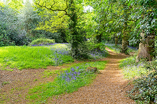 Bluebells on Lexden Earthworks, Colchester