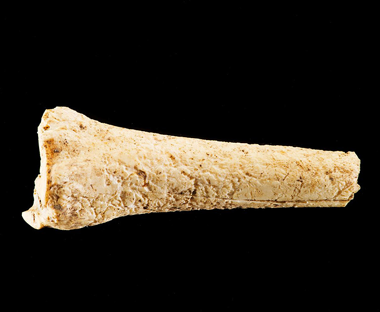Cattle bone